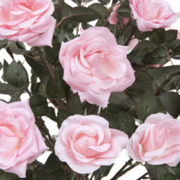 Greenbrokers Artificial Soft Pink Rose Tree 25 Flowers 90Cm/3Ft, Faux Silk - thumbnail 4