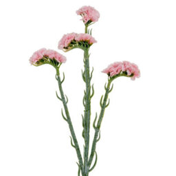Wyld Haus Set Of 3 Pink Artificial Statice Sprays 640mm Tall Faux Flowers For Indoor Decor - thumbnail 3