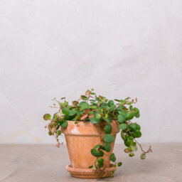 Carbeth Plants Peperomia Pepperspot - String Of Coins In 6Cm Pot - Ideal For Hanging Planter - thumbnail 5