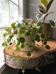 Carbeth Plants Peperomia Pepperspot - String Of Coins In 6Cm Pot - Ideal For Hanging Planter - thumbnail 2