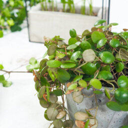 Carbeth Plants Peperomia Pepperspot - String Of Coins In 6Cm Pot - Ideal For Hanging Planter - thumbnail 4