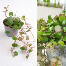 Carbeth Plants Peperomia Pepperspot - String Of Coins In 6Cm Pot - Ideal For Hanging Planter - thumbnail 1