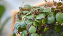 Carbeth Plants Peperomia Pepperspot - String Of Coins In 6Cm Pot - Ideal For Hanging Planter - thumbnail 3