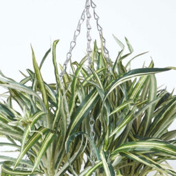 Homescapes Artificial Green Handcrafted Hanging Basket Spider Plant, 60 Cm - thumbnail 5