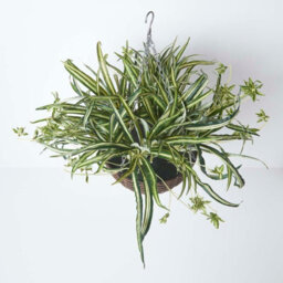 Homescapes Artificial Green Handcrafted Hanging Basket Spider Plant, 60 Cm - thumbnail 2