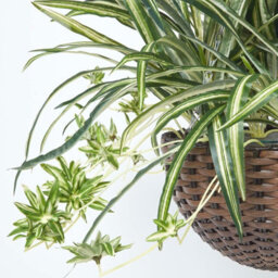 Homescapes Artificial Green Handcrafted Hanging Basket Spider Plant, 60 Cm - thumbnail 3