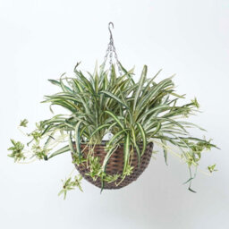 Homescapes Artificial Green Handcrafted Hanging Basket Spider Plant, 60 Cm - thumbnail 1