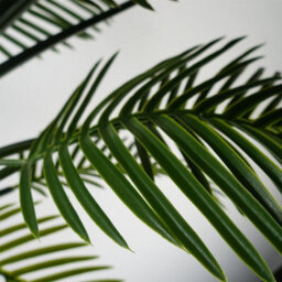 Leaf Artificial Tropical Raphis Palm Tree With Natural Trunk Uv Protected Outdoor Botanik - thumbnail 6