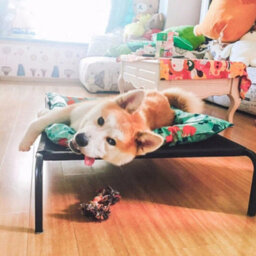 Large Premium Elevated Dog Bed Pet Cat Mesh Camping Cot Indoor Outdoor Waterproof - thumbnail 5