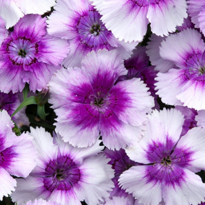 Gardeners Dream Dianthus Corona Blueberry Magic Colourful Flowering Bedding Plants 6 Pack - image 1