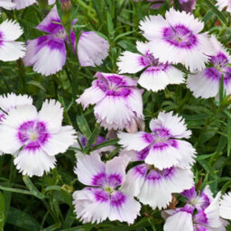 Gardeners Dream Dianthus Corona Blueberry Magic Colourful Flowering Bedding Plants 6 Pack - thumbnail 3