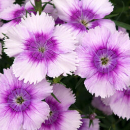 Gardeners Dream Dianthus Corona Blueberry Magic Colourful Flowering Bedding Plants 6 Pack - thumbnail 4