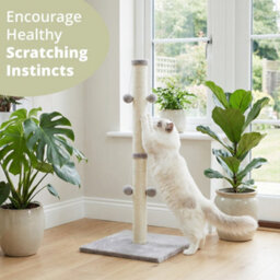 Daisy & Max Cat Scratching Post 86Cm, Tall Sisal Cat Scratcher With Plush Sturdy Base & Hanging Toys, Durable Cat Toys - thumbnail 3