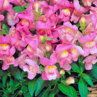 Gardeners Dream Antirrhinum Appeal Pink - Snapdragon Garden Ready Bedding Plants 6 Pack - image 1