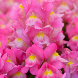 Gardeners Dream Antirrhinum Appeal Pink - Snapdragon Garden Ready Bedding Plants 6 Pack - thumbnail 4