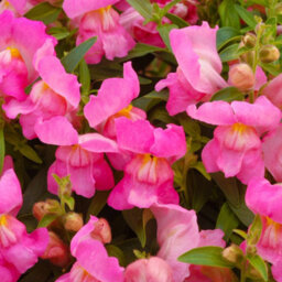 Gardeners Dream Antirrhinum Appeal Pink - Snapdragon Garden Ready Bedding Plants 6 Pack - thumbnail 3