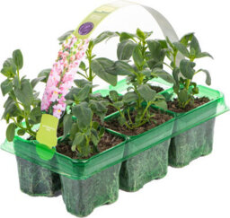 Gardeners Dream Antirrhinum Appeal Pink - Snapdragon Garden Ready Bedding Plants 6 Pack - thumbnail 2