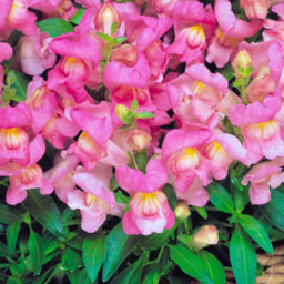 Gardeners Dream Antirrhinum Appeal Pink - Snapdragon Garden Ready Bedding Plants 6 Pack - thumbnail 1