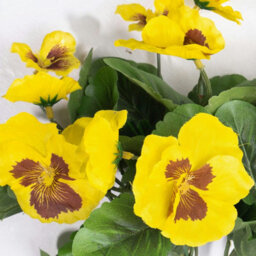 Blooming Artificial - 28Cm / 1Ft Yellow Faux Pansy Bush Multi-Pack - thumbnail 7
