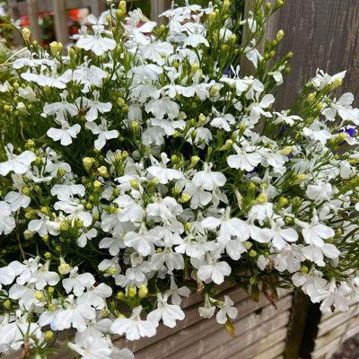 Carbeth Plants 3 X Lobelia White - Semi-Trailing Variety In 9Cm Pots - Ideal For Baskets & Pots