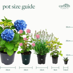 Carbeth Plants 3 X Lobelia White - Semi-Trailing Variety In 9Cm Pots - Ideal For Baskets & Pots - thumbnail 6