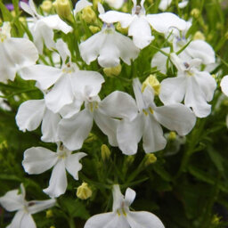 Carbeth Plants 3 X Lobelia White - Semi-Trailing Variety In 9Cm Pots - Ideal For Baskets & Pots - thumbnail 5