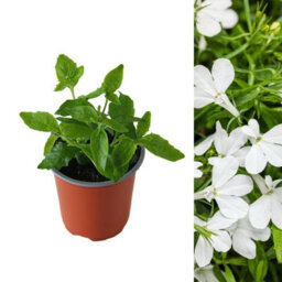 Carbeth Plants 3 X Lobelia White - Semi-Trailing Variety In 9Cm Pots - Ideal For Baskets & Pots - thumbnail 2