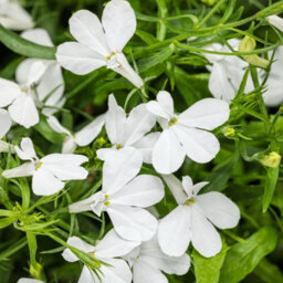 Carbeth Plants 3 X Lobelia White - Semi-Trailing Variety In 9Cm Pots - Ideal For Baskets & Pots - thumbnail 4