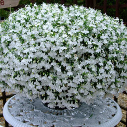 Carbeth Plants 3 X Lobelia White - Semi-Trailing Variety In 9Cm Pots - Ideal For Baskets & Pots - thumbnail 3