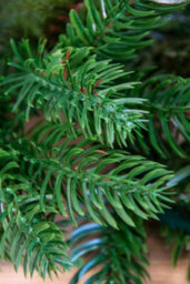 Christmas Tree World The 6Ft Pre-Lit Ultra Mixed Pine Garland - thumbnail 8