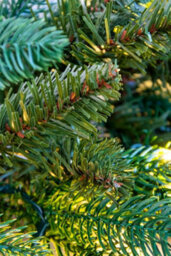 Christmas Tree World The 6Ft Pre-Lit Ultra Mixed Pine Garland - thumbnail 6
