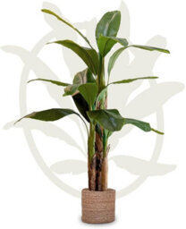 Maia Shop Artificial Banana Tree, 150 Cm For Home And Office Decoration - thumbnail 1