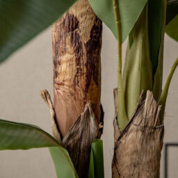 Maia Shop Artificial Banana Tree, 150 Cm For Home And Office Decoration - thumbnail 5