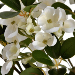 Wyld Haus Set Of 3 Artificial White Spring Mock Orange Flower Stems 920mm - thumbnail 3