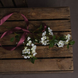 Wyld Haus Set Of 3 Artificial White Spring Mock Orange Flower Stems 920mm - thumbnail 5
