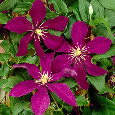 Gardeners Dream Clematis Niobe Plant Flower Garden Climber Border Trellis Patio Plants In Pot - 20-30Cm (Height Incl. Pot) - image 1