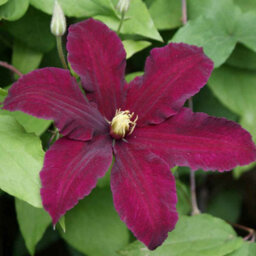 Gardeners Dream Clematis Niobe Plant Flower Garden Climber Border Trellis Patio Plants In Pot - 20-30Cm (Height Incl. Pot) - thumbnail 2