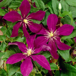 Gardeners Dream Clematis Niobe Plant Flower Garden Climber Border Trellis Patio Plants In Pot - 20-30Cm (Height Incl. Pot) - thumbnail 1