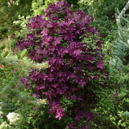 Gardeners Dream Clematis Niobe Plant Flower Garden Climber Border Trellis Patio Plants In Pot - 20-30Cm (Height Incl. Pot) - thumbnail 4