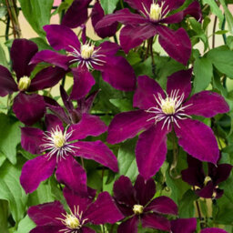 Gardeners Dream Clematis Niobe Plant Flower Garden Climber Border Trellis Patio Plants In Pot - 20-30Cm (Height Incl. Pot) - thumbnail 3