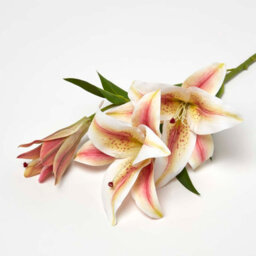 Homescapes Artificial White & Pink Handcrafted Lilium Auratum Flower Stem, 80 Cm - thumbnail 3
