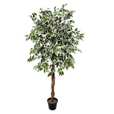 GreenBrokers Premium Artificial Variegated Ficus Tree 180 Cm Potted Plant - image 1
