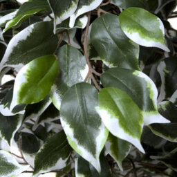 GreenBrokers Premium Artificial Variegated Ficus Tree 180 Cm Potted Plant - thumbnail 3