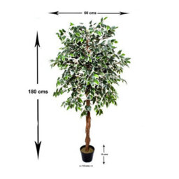 GreenBrokers Premium Artificial Variegated Ficus Tree 180 Cm Potted Plant - thumbnail 2