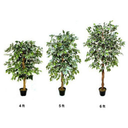 GreenBrokers Premium Artificial Variegated Ficus Tree 180 Cm Potted Plant - thumbnail 4