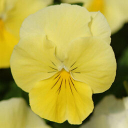 Primrose Plant Theory 3 Pansy Cool Wave Lemon Viola Wittrockiana Autumn Bedding 9Cm - thumbnail 2