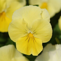 Primrose Plant Theory 3 Pansy Cool Wave Lemon Viola Wittrockiana Autumn Bedding 9Cm - thumbnail 1