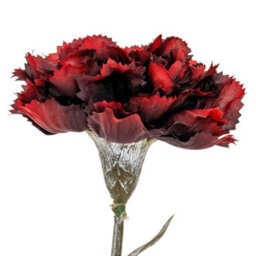 Hill Interiors Burgundy Carnation Stem Artificial Flower - Plastic - L11 X W10 X H56 Cm - Burgundy - thumbnail 2