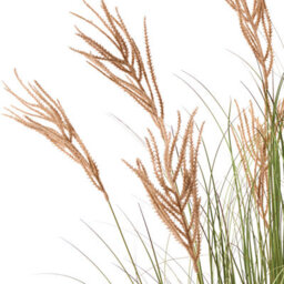 Wyld And Coco Fox Tail Artificial Plant In Black Pot - 150 Cm, Green With Golden Plumes - thumbnail 3