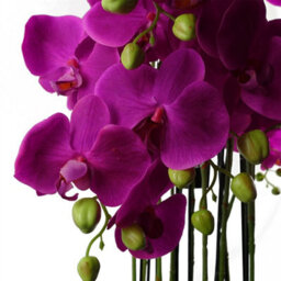 Leaf 150Cm Giant Purple Orchid Plant - Artificial - 189 Flowers Real Touch - thumbnail 3